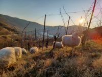 Weinbergsschafe_small